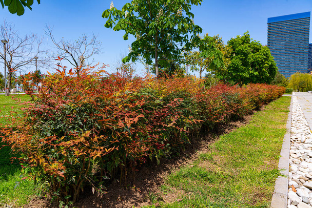 ジョージア州アダーラのバトゥミ・ニュー・ブールバードの公園 - 写真・画像