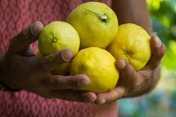 man holding fresh lemons in hands - Foto, Imagen