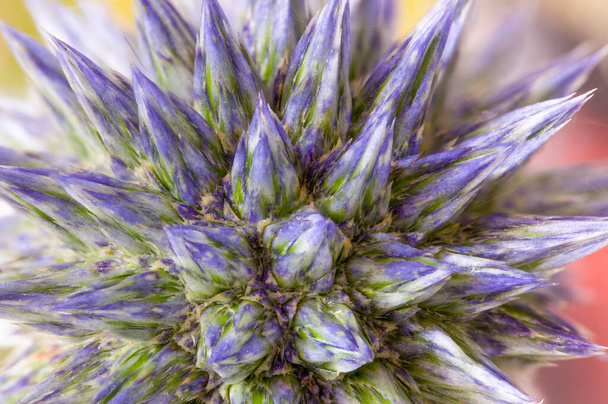 Посадка чертополоха закроется до того, как откроется головка фиолетового голубого цветка. в супер макро. Цветение шиповидного растения - Фото, изображение