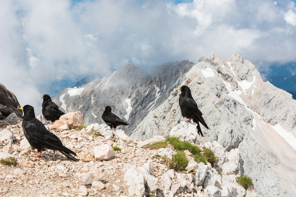 Alpine choughs with mountain view - Photo, Image