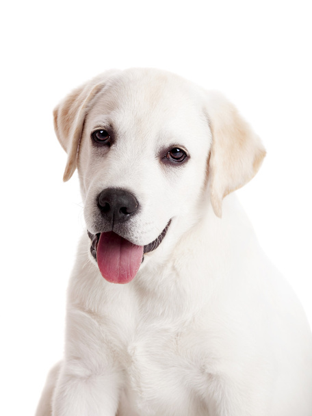 Labrador puppy - Фото, изображение