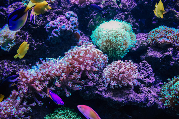 Buntes Aquarium mit hellen Korallen Euphyllia divisa. - Foto, Bild