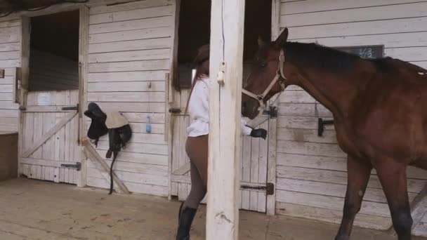 Pilota femminile con cavallo vicino alla stalla - Filmati, video