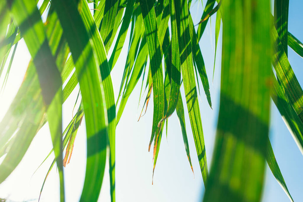 Крупный план ярко-зеленых стеблей травы со следами высыхания по краям. Естественный осенний фон с солнечным светом. - Фото, изображение