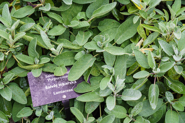 Κοντινό πλάνο φασκόμηλων σε κήπο με βότανα. Φασκόμηλο - salvia officinalis. - Φωτογραφία, εικόνα