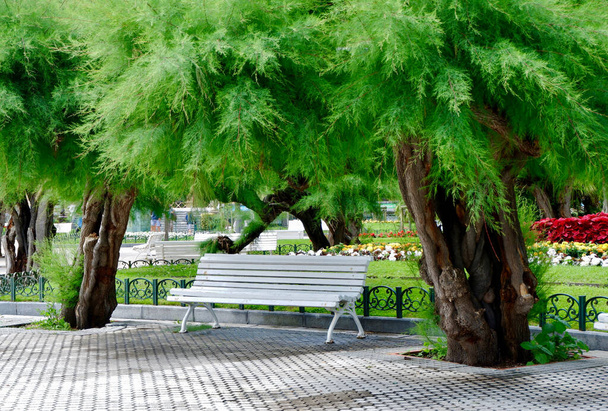 スペイン・バスク州サン・セバスティアンの公園の外のタマリクス・ペンタンドラの緑の木の木陰に白いベンチ. - 写真・画像