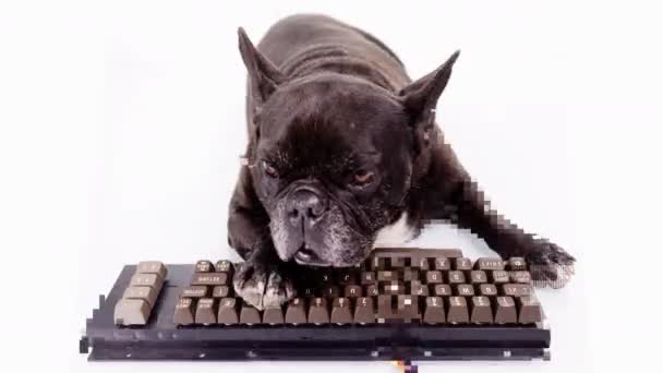 Hacker cucciolo con tastiera del computer - Filmati, video