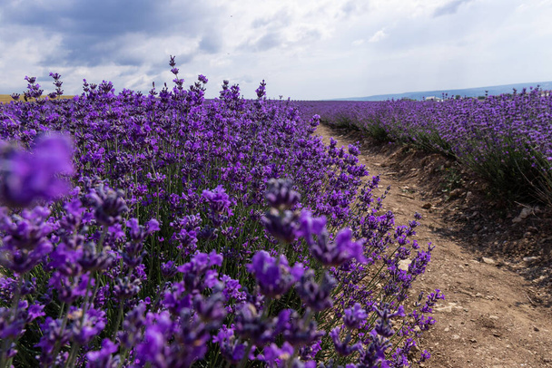 Beautiful lavender fields on a sunny day. lavender blooming scented flowers.  - Photo, Image
