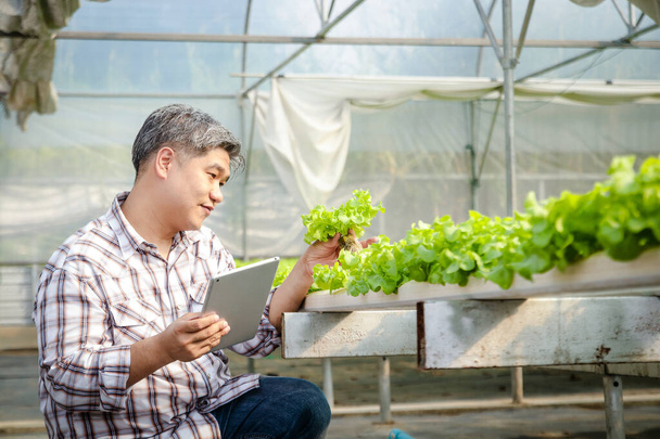 Az ázsiai férfi farmerek talajmentes hidroponikus salátát termesztenek az üvegházakban. Ő tartja a táblát, hogy rögzítse az adatokat, és ellenőrizze a kimenetet. A zöldségtermesztés koncepciója élelmiszerként. - Fotó, kép