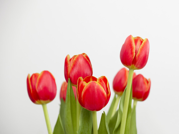 Beautiful arrangement of orange tulips isolated on white - Fotografie, Obrázek
