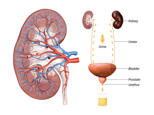 Tieteellinen lääketieteellinen kuva munuaisista ja virtsarakon anatomiasta 3d renderöinti, 2d graafinen kuva - Valokuva, kuva
