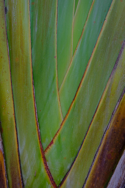 Close-up de folhas verdes de uma bananeira - Foto, Imagem