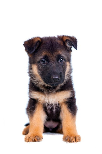 Chiot berger allemand
 - Photo, image