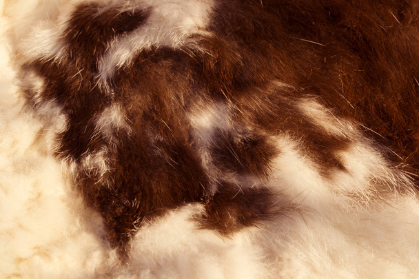 Крупним планом повний кадр взяти коров'ячий шкіряний килим
 - Фото, зображення