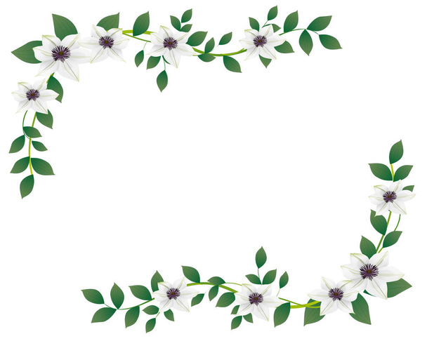 frame van de clematis bloem illustratie - Vector, afbeelding
