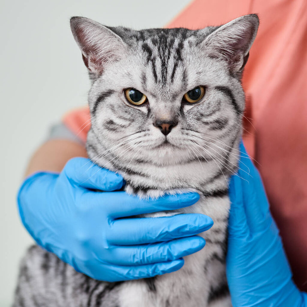 Cat in veterinarians hands - Fotoğraf, Görsel