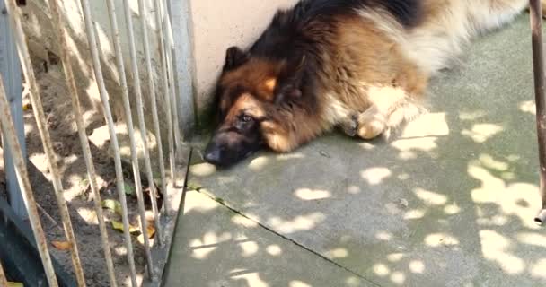 Kaukasischer Schäferhund auf dem Boden liegend. Zweijähriger Hund - Filmmaterial, Video