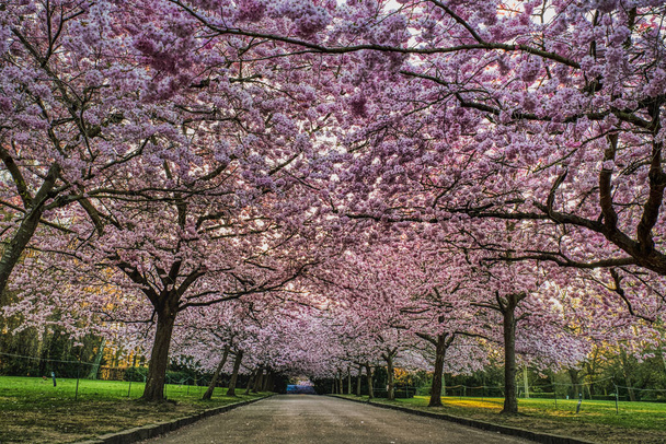 Cherry tree boulevard with pink blossoms (flowerage) bear frailty. Sakura trees blooming with thick texture of pink flowers shelter an empty alley at sunrise conveying gentle, mild and touchy feelings - Photo, Image