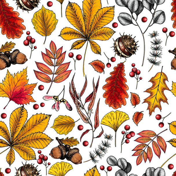 Hoja de otoño dibujada a mano. Vector patrón inconsútil de color de las hojas de los árboles. Follaje forestal de otoño. Arce, roble, castaño, abedul, bellota, ginkgo biloba, eucalipto, sauce, rosa guelder, pino. Otoño en el bosque - Vector, Imagen