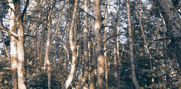 Schöner Sommertag im Wald. Natürliche Landschaft Tapete. Struktur der Kiefernwälder - Foto, Bild