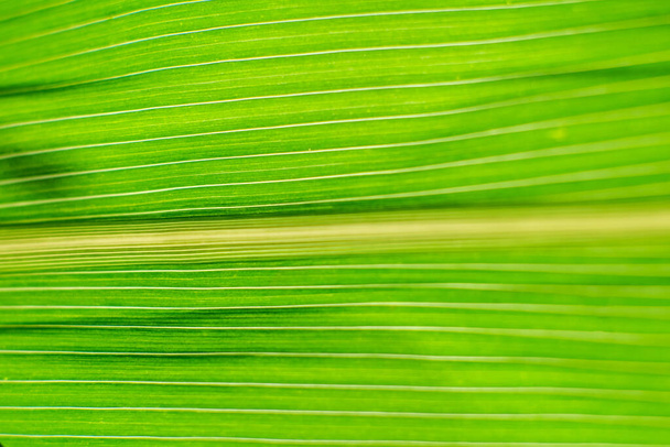 Translucent green leaf. Green background from vegetation. Blurred leaf background. Green leaf with veins. - Фото, зображення