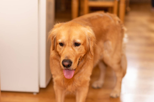 Golden Labrador Retriever mutfaktaki ahşap zeminde sıkılıyor. Arka plan bulanık.. - Fotoğraf, Görsel