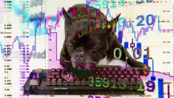 Puppy stock trader with computer keyboard - Footage, Video