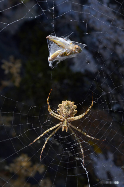 Araneidae. Argiope Lobata Spider On A Spiderweb In Natural Habitat - Photo, Image