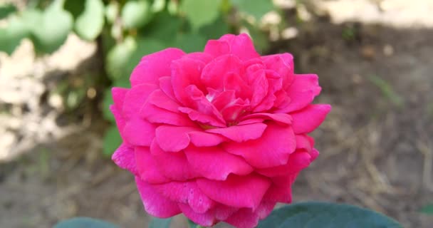 Σπρέι κήπου από ροζ τριαντάφυλλα από κοντά. Πράσινα φύλλα σε κλαδιά και λαμπερά, φρέσκα ανθισμένα τριαντάφυλλα. κήπος στο σπίτι - Πλάνα, βίντεο
