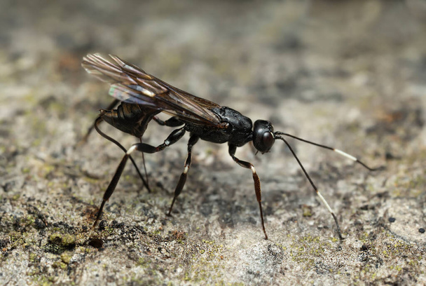 Female ichneumon wasp, Xorides sepulchralis laying eggs in aspen wood. This insect is a parite on larvae in wood. - Photo, Image