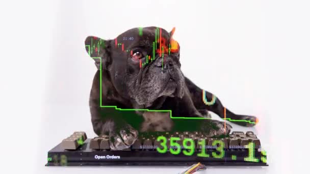 Trader azionario cucciolo con tastiera del computer - Filmati, video