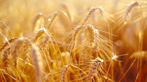 Orelhas de trigo no campo agrícola cultivado
 - Filmagem, Vídeo