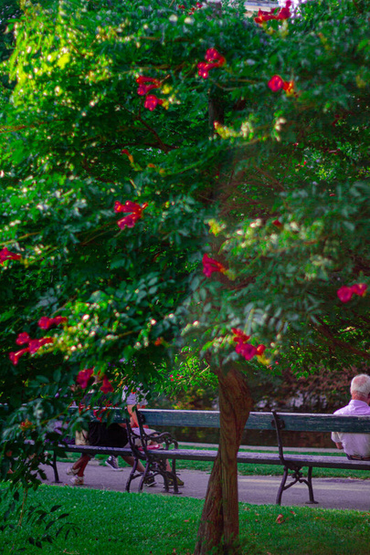 διακόσμηση floral δέντρο, κόκκινα λουλούδια - Φωτογραφία, εικόνα
