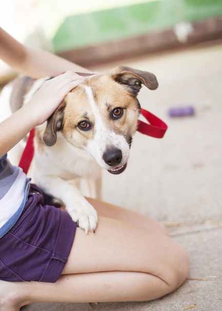 žena držící a hlazení psa - Fotografie, Obrázek