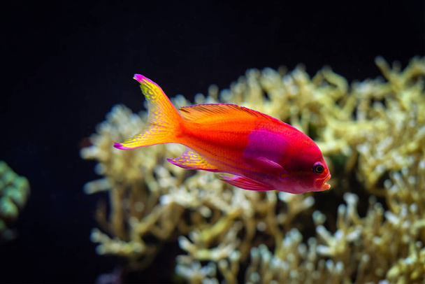 Squarespot anthias Pseudanthias pleurotaenia fish underwater in sea - Valokuva, kuva