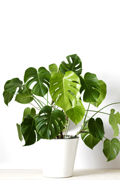 Monstera deliciosa or Swiss cheese plant in a white flower pot stands on a white pedestal on a white background. Stylish and minimalistic urban jungle interior. - Photo, Image