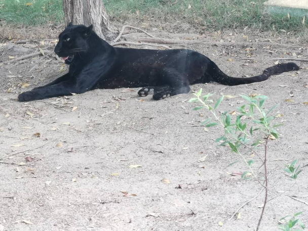 Черная пантера отдыхает возле дерева - Фото, изображение