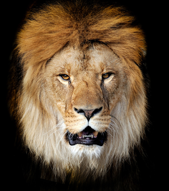 Portrait de lion
 - Photo, image