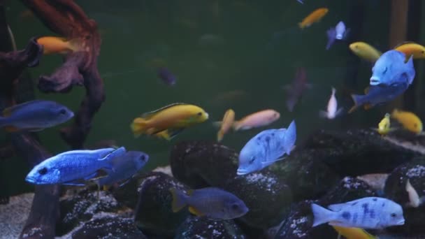 vista de peixe em um grande aquário - Filmagem, Vídeo