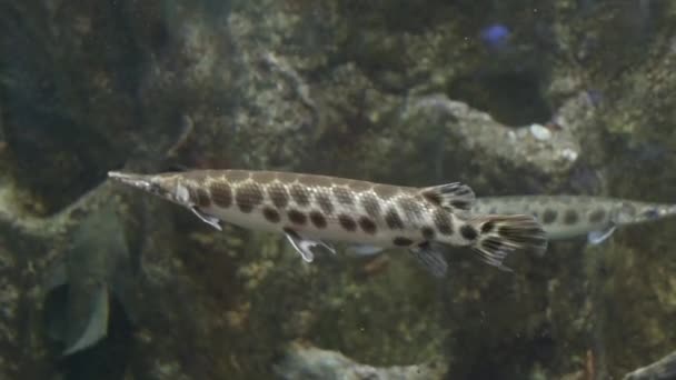 Carapace snoek in het aquarium close-up - Video