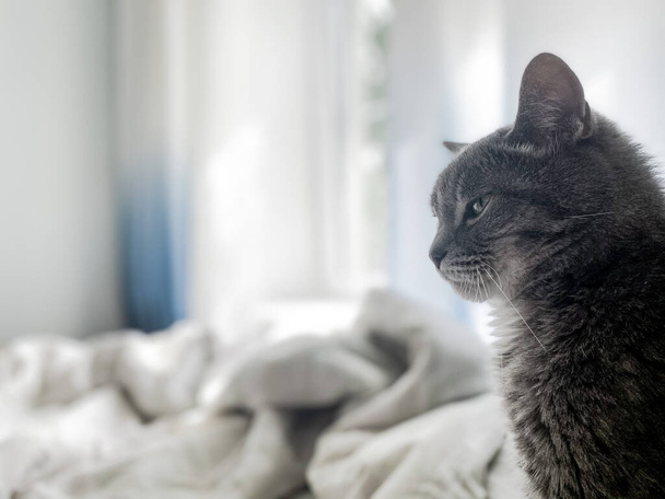 Piękny siwy kot siedzi na łóżku właściciela i patrzy gdzieś w górę. Na tle niebieskich zasłon, biała pościel pościel. Przestrzeń kopiowania. - Zdjęcie, obraz