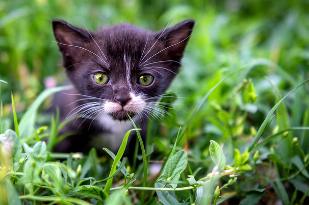 Portrait of a little black and white kitten. Cat in park daytime lighting - Fotoğraf, Görsel