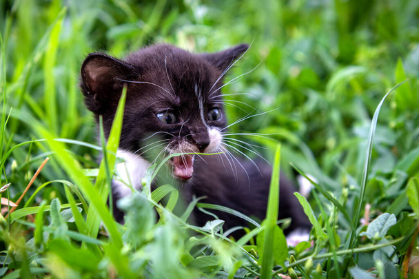 Portrait of a little black and white kitten. Cat in park daytime lighting - Foto, immagini