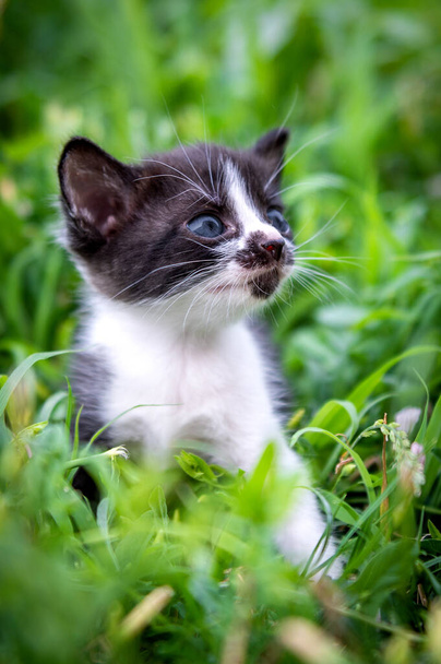 Portrait of a little black and white kitten. Cat in park daytime lighting - Fotó, kép