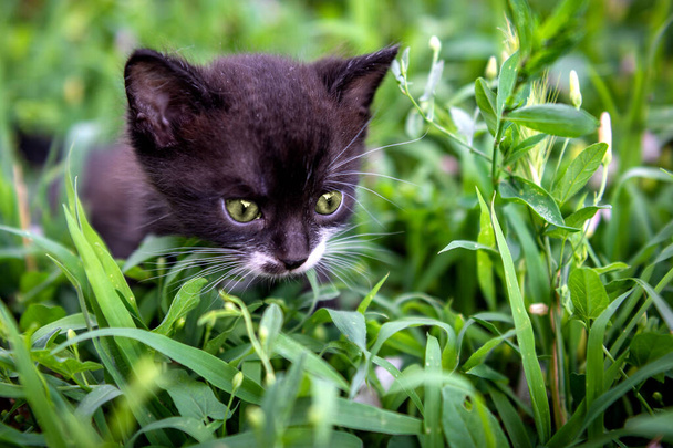 Portrait of a little black and white kitten. Cat in park daytime lighting - Photo, Image