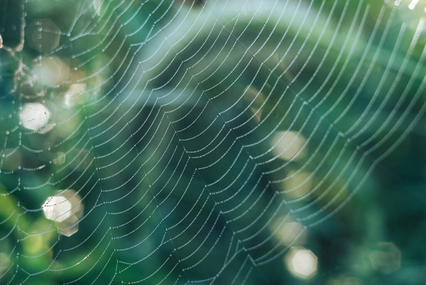 Örümcek ağı ya da örümceğin ağı doğal bir arkaplana karşı, çiy bir örümceğin üzerine düşer. . - Fotoğraf, Görsel