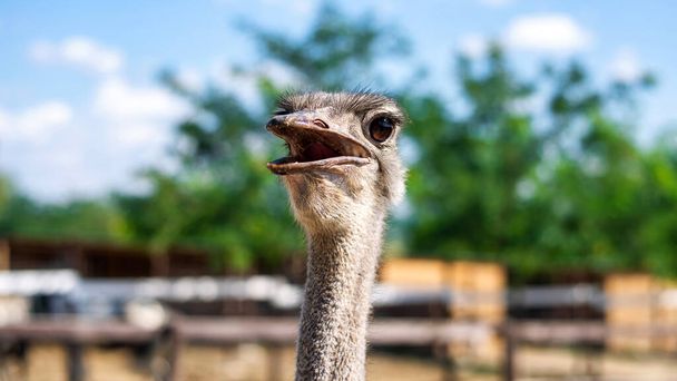 Ostrich with opened mouth at zoo - Φωτογραφία, εικόνα