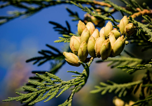 Conifer evergreen Thuja Orientalis or northern white cedar branch a close up of the immature seed cones . Thuja branch leaves with small cones on blue sky background - Photo, Image