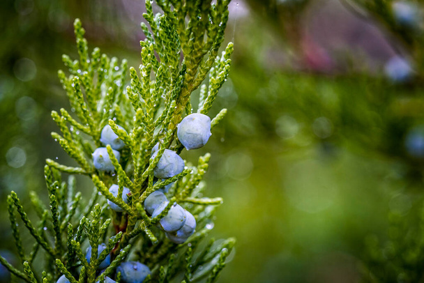 Close up de berry-like azul-preto com uma flor de cera esbranquiçada feminino? ones na folhagem de junípero savin arbusto perene ou sabina Juniperus - Foto, Imagem