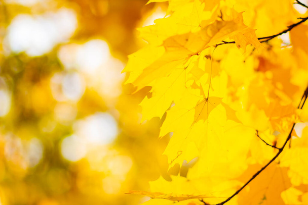 Background autumn leaves. Falling Autumn Maple Leaves Natural Background. Autumn yellow leaves as nature background. Fall season - Fotoğraf, Görsel